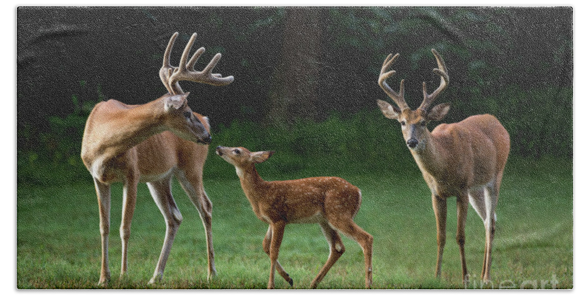 Deer Beach Towel featuring the photograph Deer Family Portrait by Andrea Silies