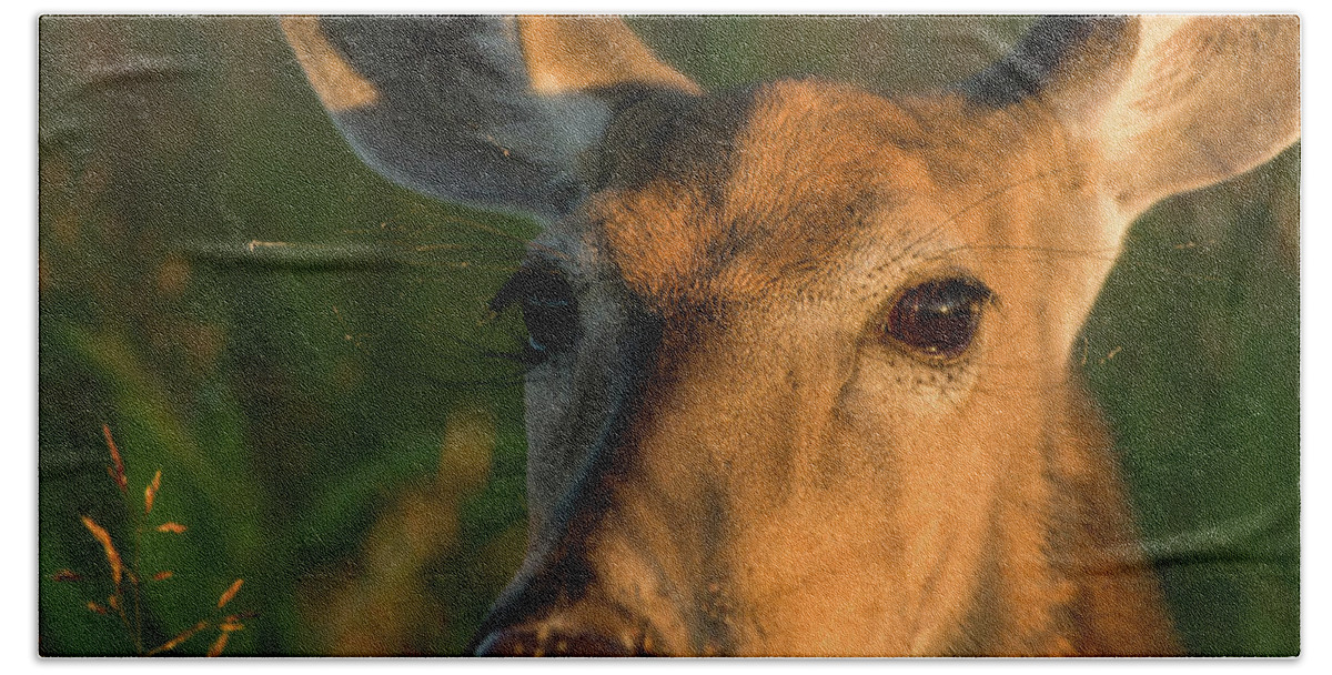 Landscape Beach Towel featuring the photograph Deer Head Shot by Louis Dallara