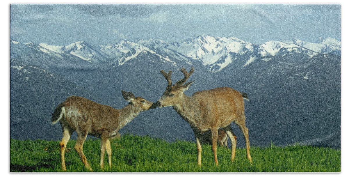 Black Tailed Deer Beach Towel featuring the photograph MA-181-Deer in Love by Ed Cooper Photography