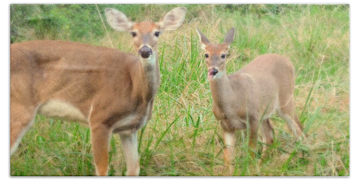 Deer Beach Sheet featuring the photograph Deer Of The Green Vale by Tami Quigley