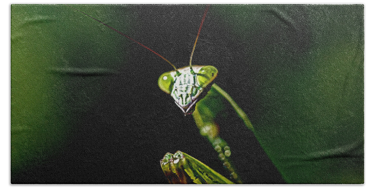 Preying Mantis Beach Towel featuring the photograph Defender Of The Garden - Preying Mantis by Carol Senske