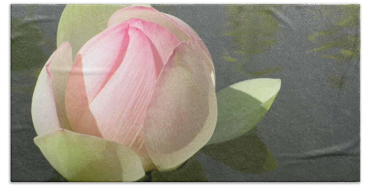 Lily Beach Towel featuring the photograph Delicate Water Lily by Anita Adams