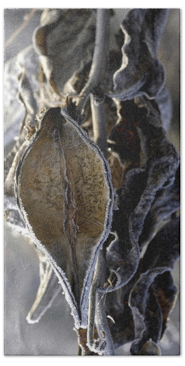 Milkweed Beach Towel featuring the photograph Delivered - Milkweed by DArcy Evans