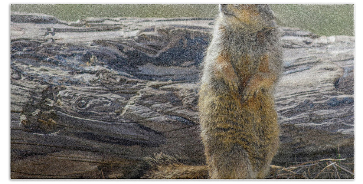 Squirrel Beach Towel featuring the photograph Denali Squirrel by Barry Bohn