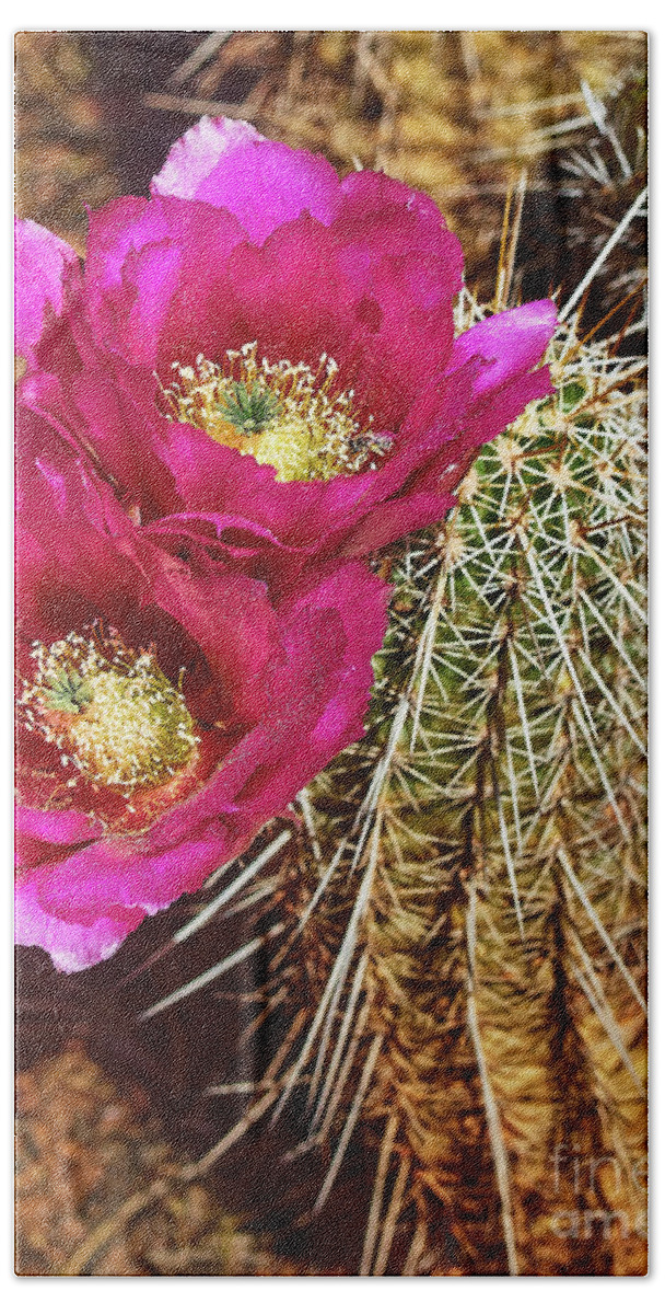 Cactus Beach Towel featuring the photograph Desert Bloom by Steve Ondrus