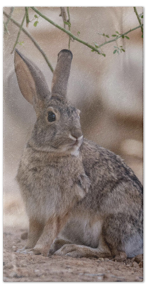Nature Beach Towel featuring the photograph Desert Cottontail by Jody Partin