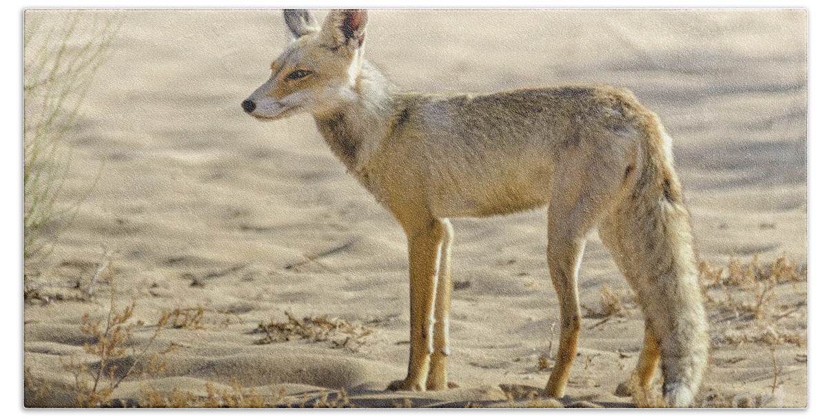Desert Fox Beach Towel featuring the photograph desert Fox 02 by Arik Baltinester