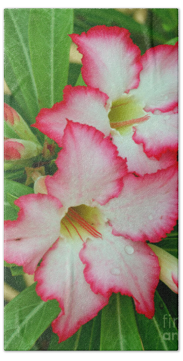 Flower Beach Towel featuring the photograph Desert Rose with buds and water by Larry Nieland