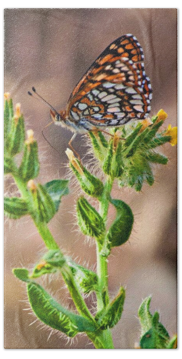 Butterfly Beach Sheet featuring the photograph Desert spring life by Tatiana Travelways
