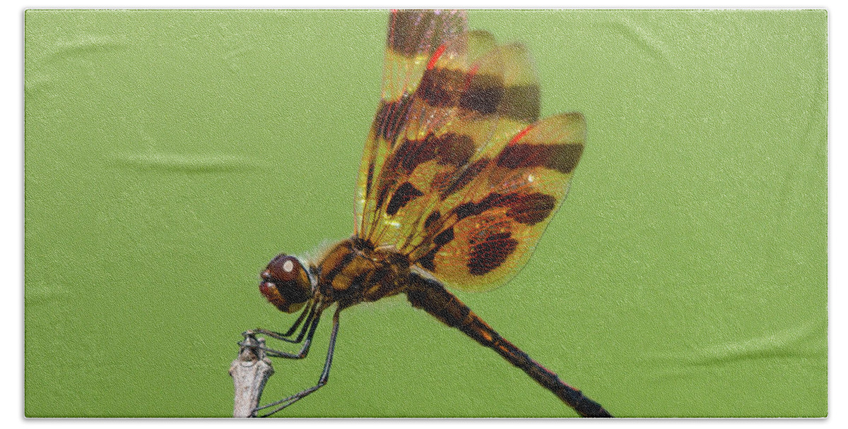 Halloween Pennant Dragonfly Beach Towel featuring the photograph Detailed Dragonfly by Cheryl Baxter