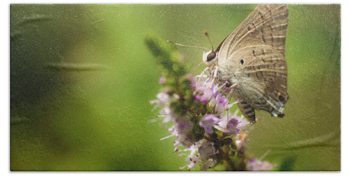 Butterfly Beach Towel featuring the photograph Deudorix livia by Meir Ezrachi