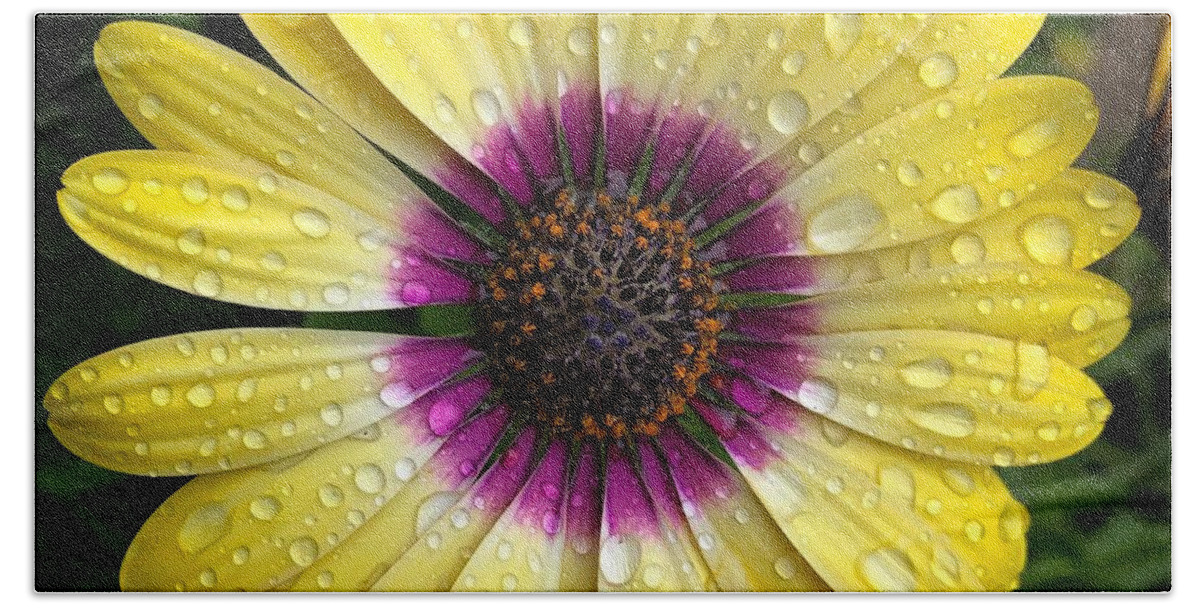 Daisy Beach Towel featuring the photograph Dew Dropped Daisy by Brian Eberly