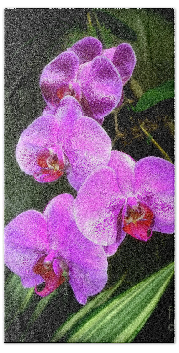 Orchid Beach Sheet featuring the photograph Dew-Kissed Moth Orchids by Sue Melvin