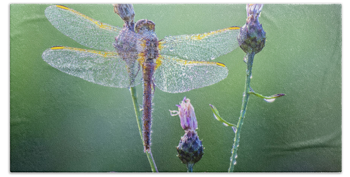 Dragonfly Beach Towel featuring the photograph Dew Laden Dragonfly by Peg Runyan