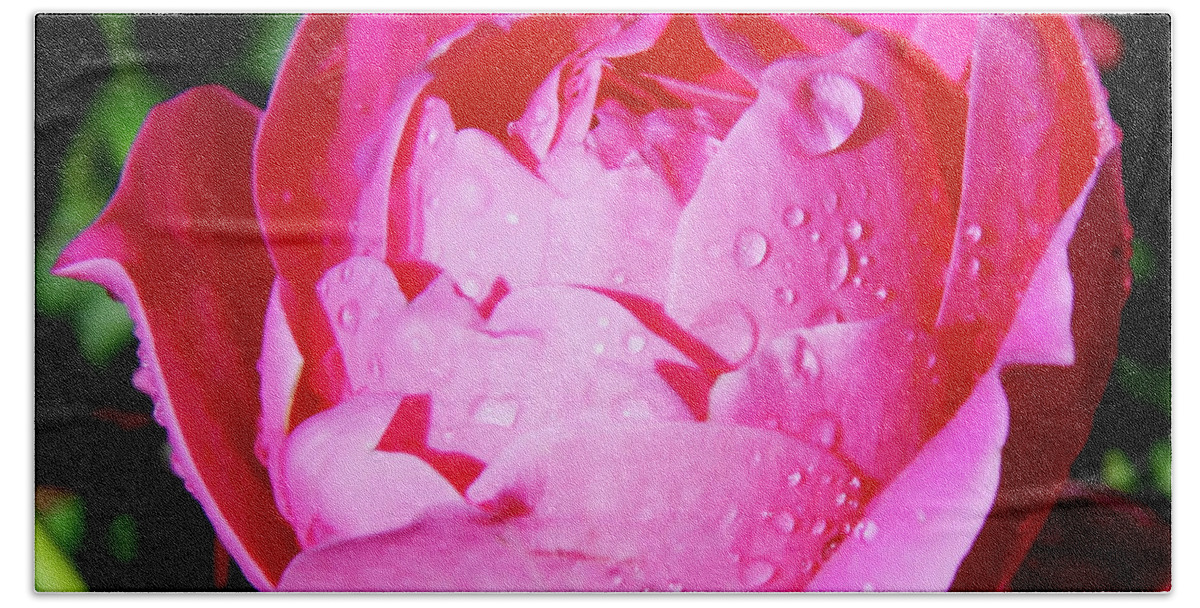 Roses Beach Sheet featuring the photograph Dew On The Pink Rose by D Hackett