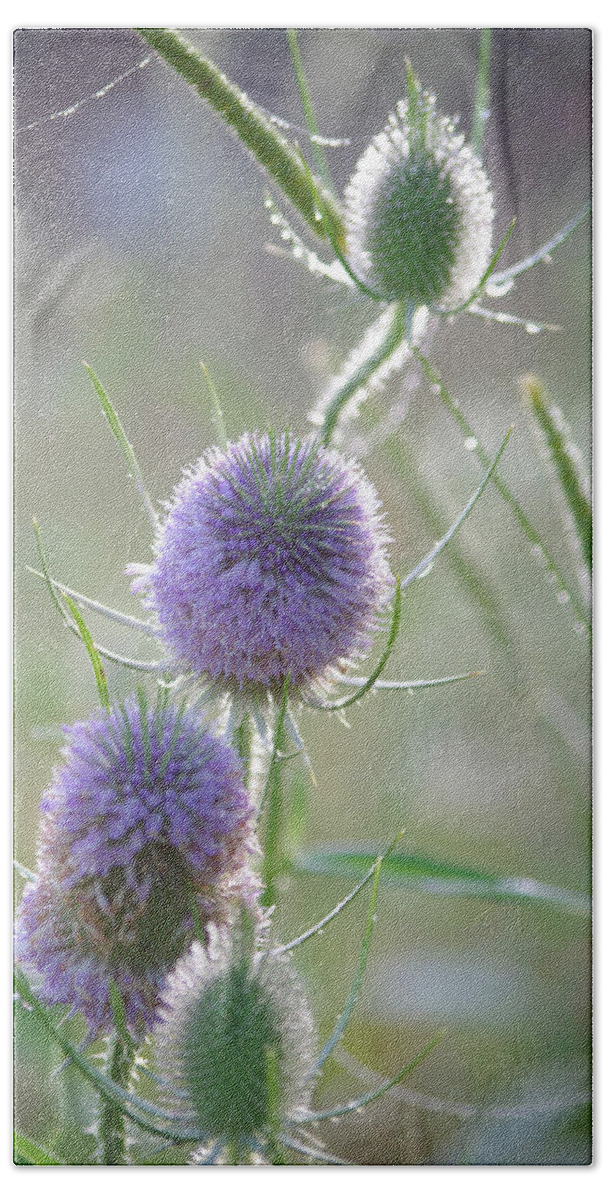 Thistles Beach Towel featuring the photograph Dew on thistles 2 by Merrill Miller