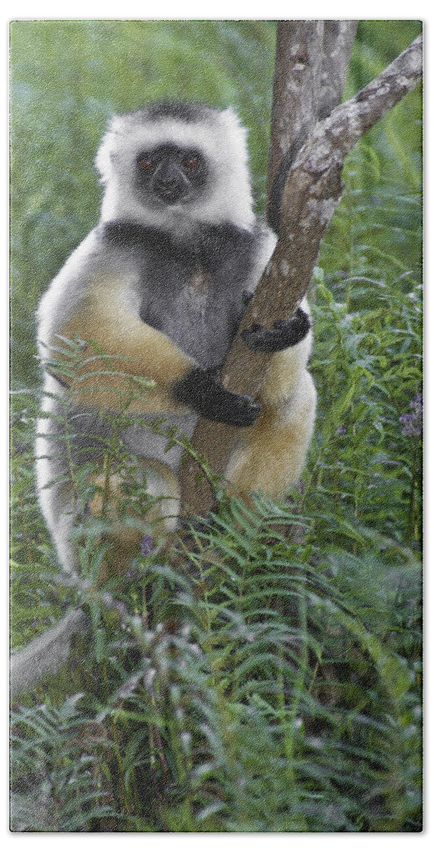 Madagascar Beach Towel featuring the photograph Diademed Sifaka by Michele Burgess