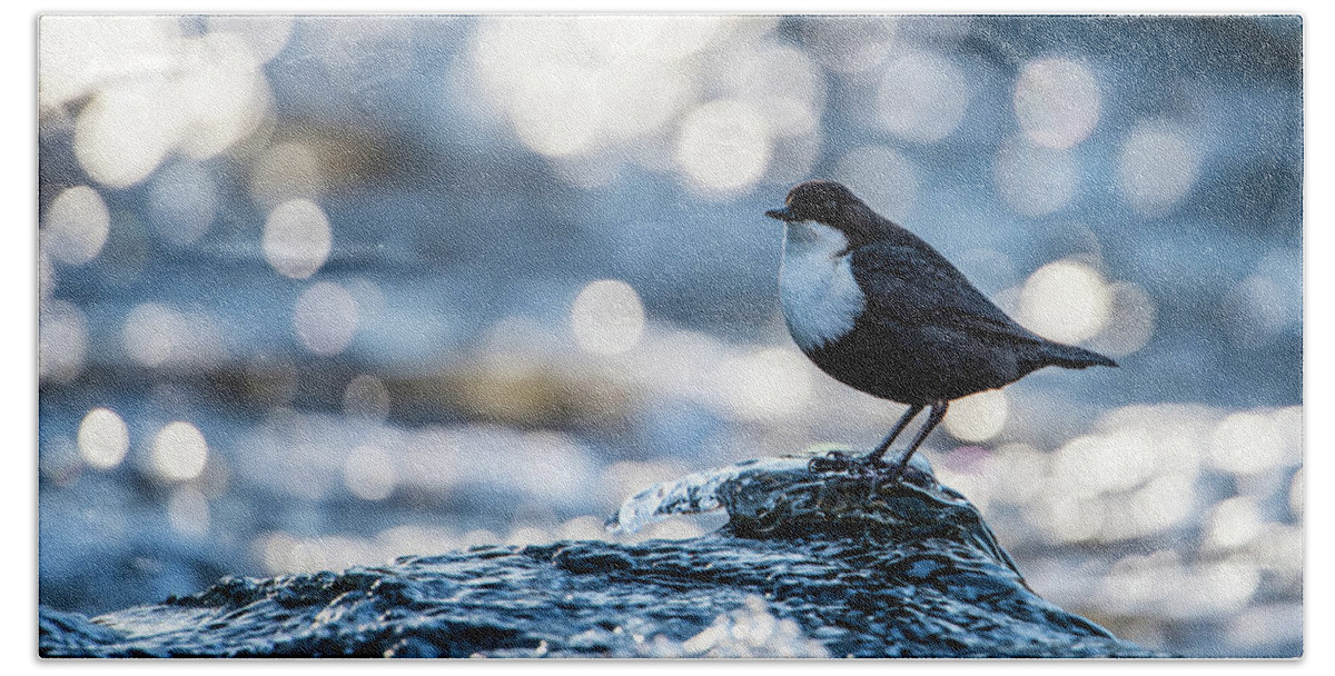 Dipper On Ice Beach Towel featuring the photograph Dipper on Ice by Torbjorn Swenelius