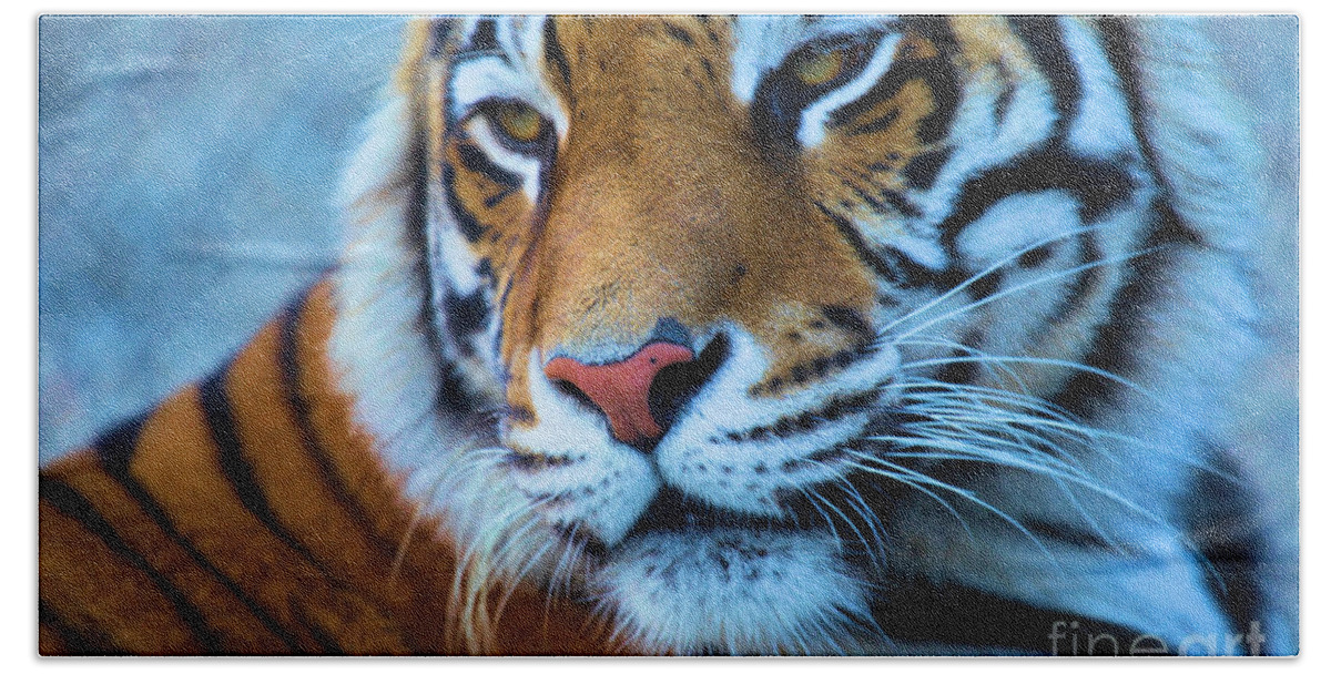 Big Cat Beach Sheet featuring the photograph Distracted by Adam Jewell