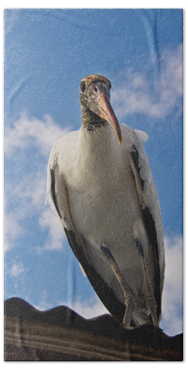 Stork Beach Towel featuring the photograph Do I Know You by Christopher Holmes