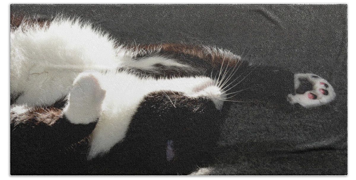 Cat Beach Towel featuring the photograph Do Not Disturbe by Paul W Faust - Impressions of Light