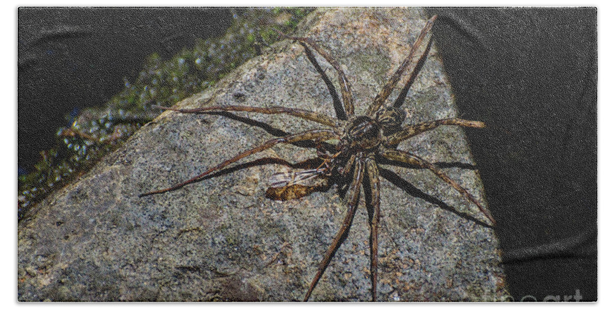 Spiny Beach Towel featuring the photograph Dock Spider by Les Palenik