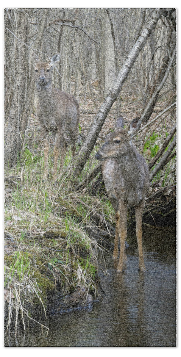Deer Beach Towel featuring the photograph Does Strolling Along a Stream by Michael Peychich