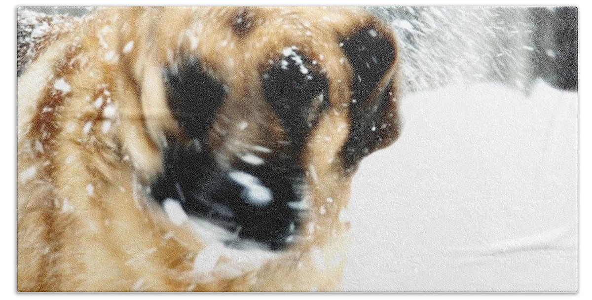Animals Beach Towel featuring the photograph Dog Blizzard - German Shepherd by Angie Tirado