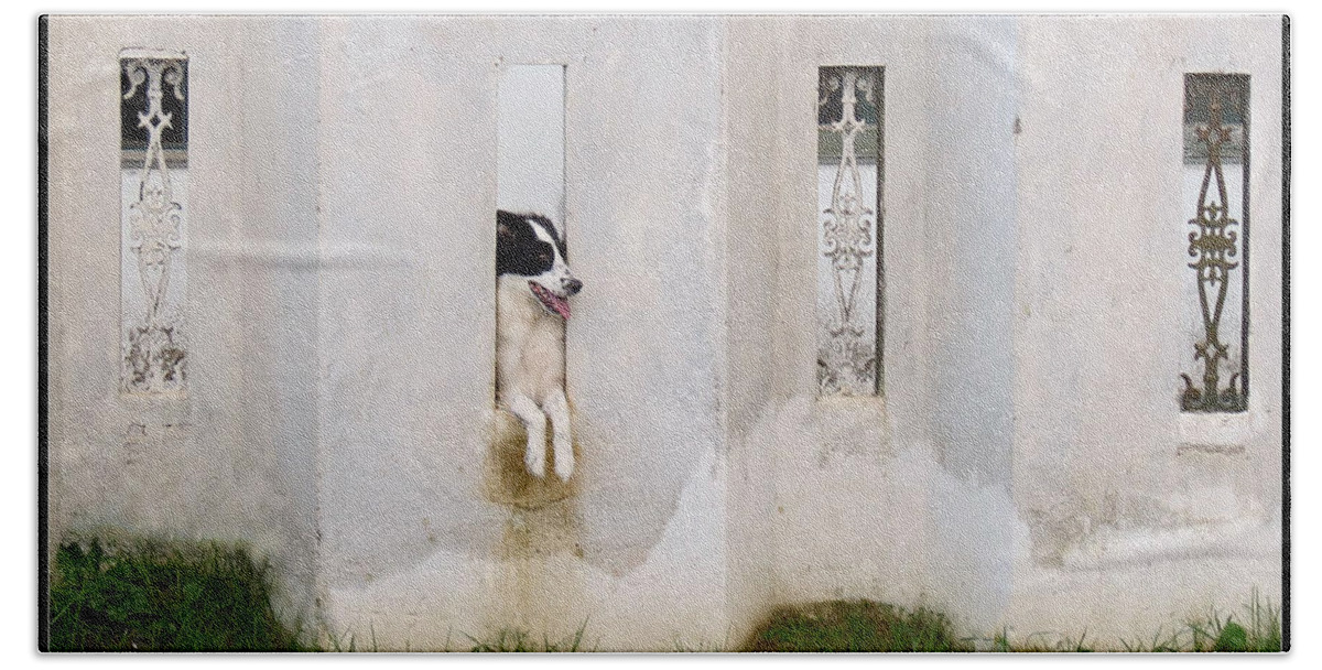 Border Collie Beach Towel featuring the photograph Dog Watching by Metaphor Photo