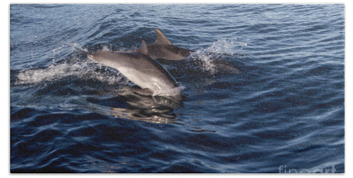 Dolphins Beach Towel featuring the photograph Dolphins Playing In The Wake by Suzanne Luft