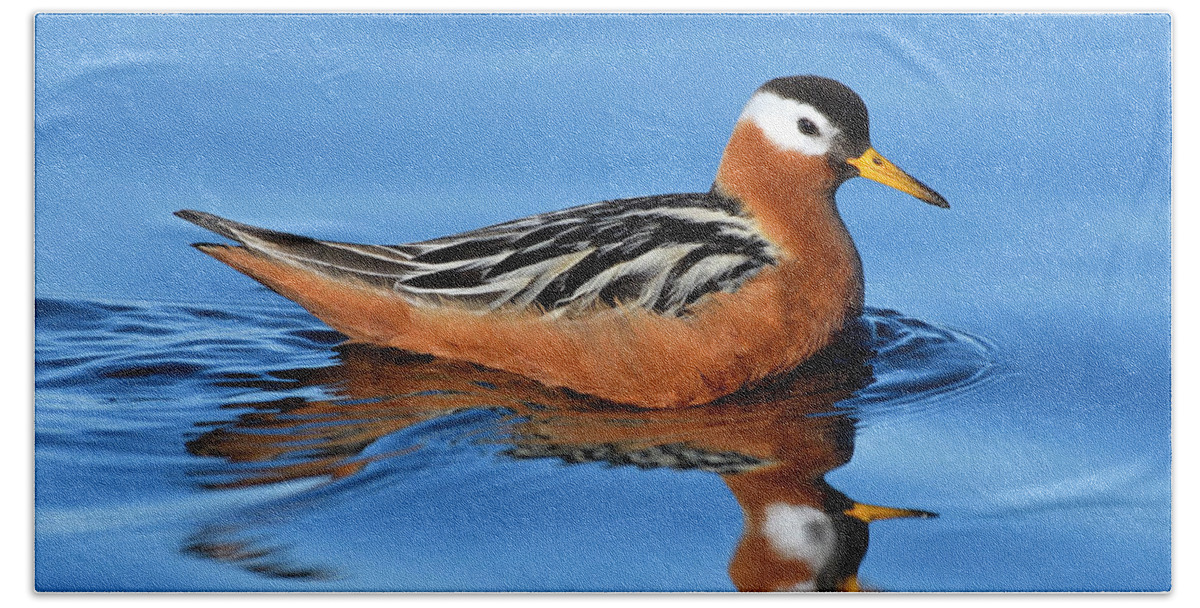 Red Phalarope Beach Sheet featuring the photograph Dominatrix by Tony Beck