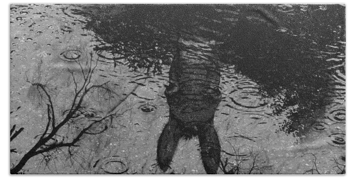 Reflection Of A Scene Beach Sheet featuring the photograph Donkey by Jean Francois Gil