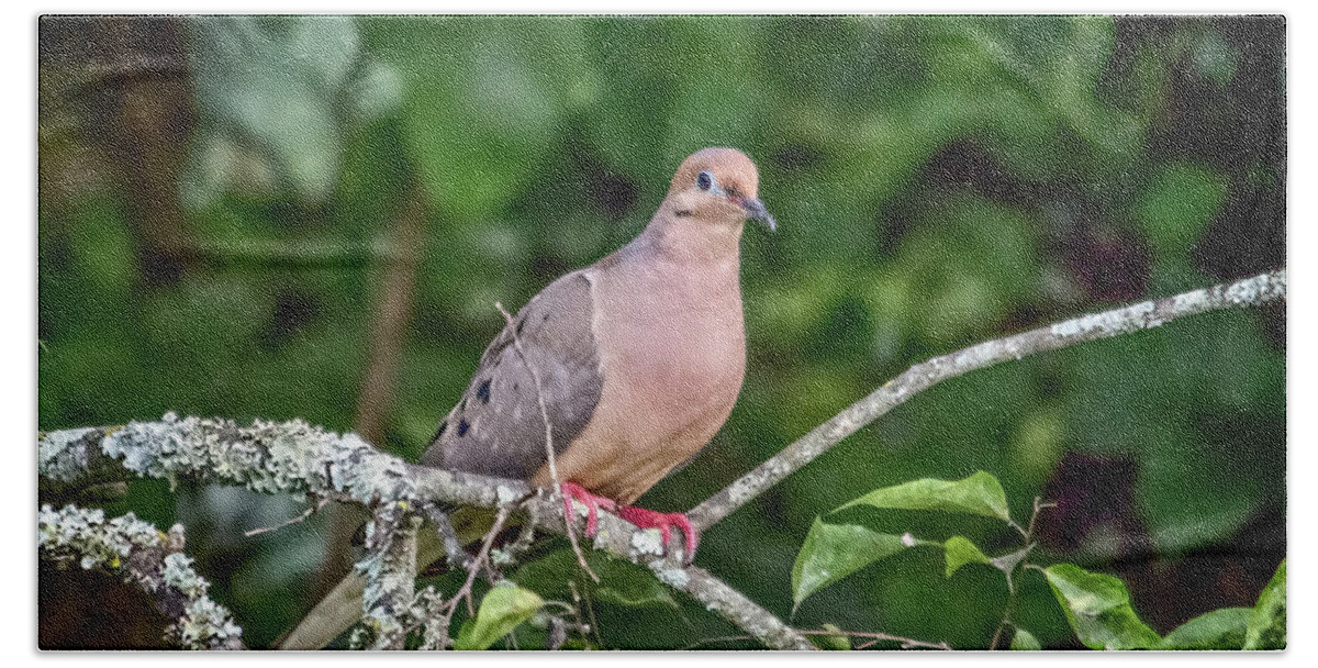 Wildlife Beach Towel featuring the photograph Dove On A Branch by John Benedict