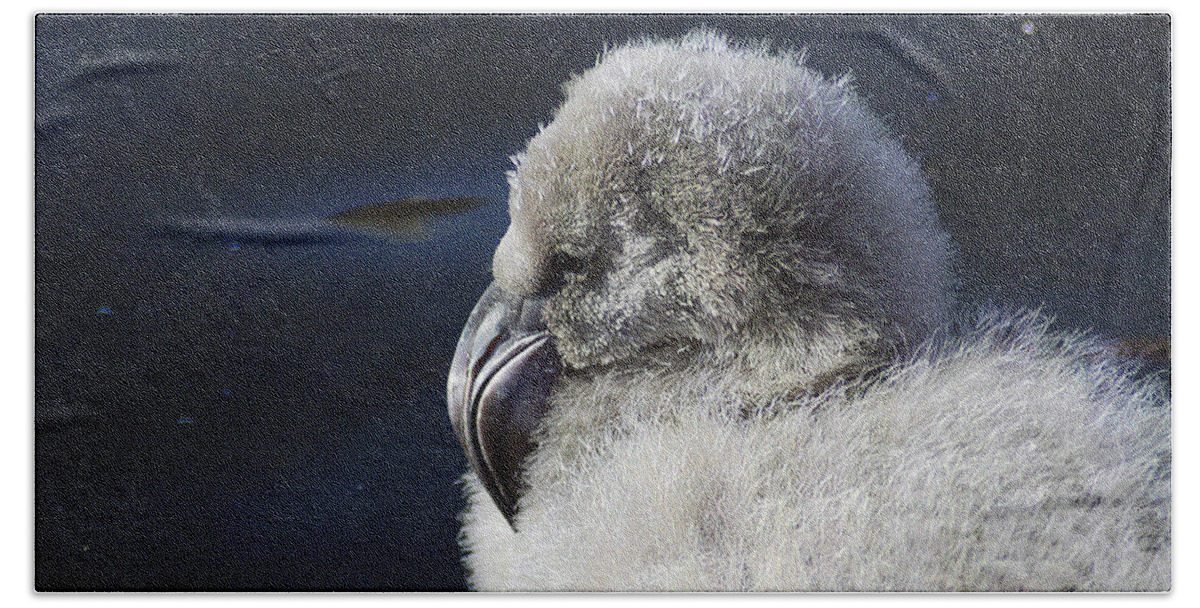 Memphis Beach Towel featuring the photograph Downy - Baby Flamingo by DArcy Evans