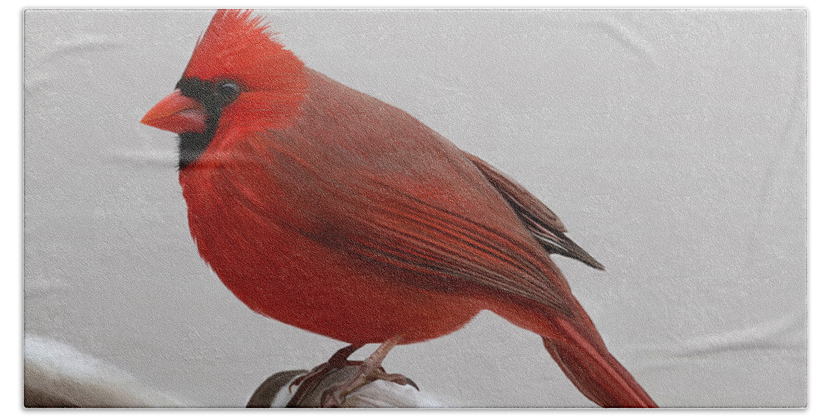Cardinal Beach Sheet featuring the painting Downy Winter Male by Rand Herron