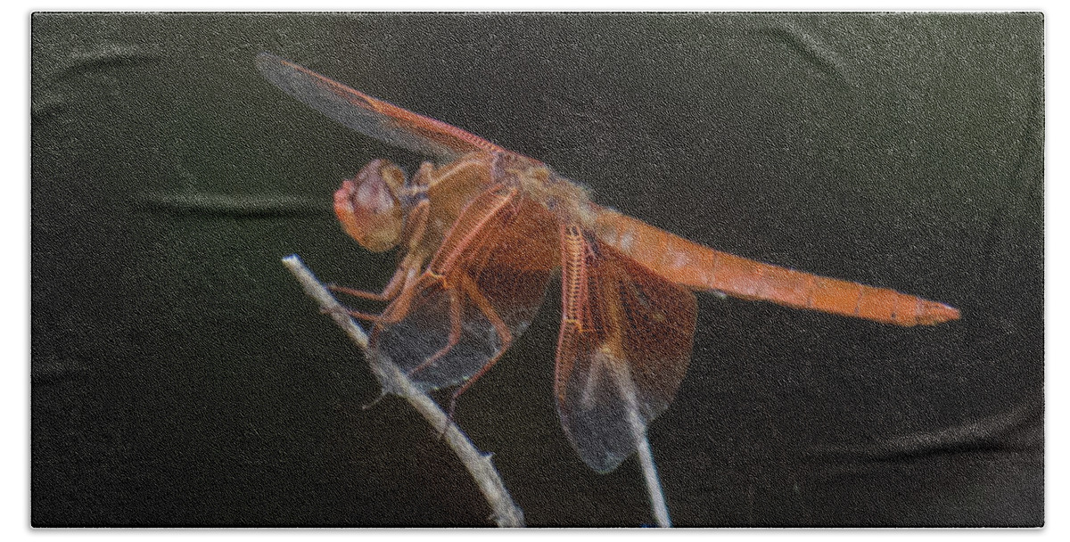 Dragonfly Beach Sheet featuring the photograph Dragonfly 11 by Christy Garavetto