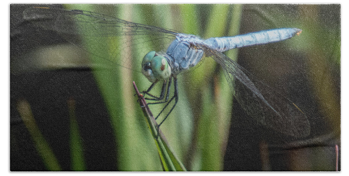 Dragonfly Beach Towel featuring the photograph Dragonfly 13 by Christy Garavetto