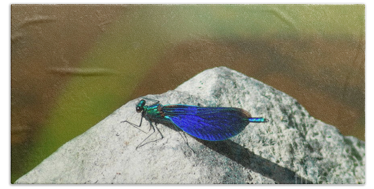 Beautiful Demoiselle Beach Towel featuring the photograph Dragonfly 2 by Esko Lindell