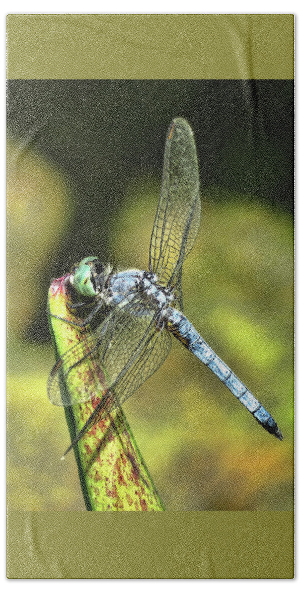 Dragonfly Beach Sheet featuring the photograph Dragonfly 2 by Helaine Cummins