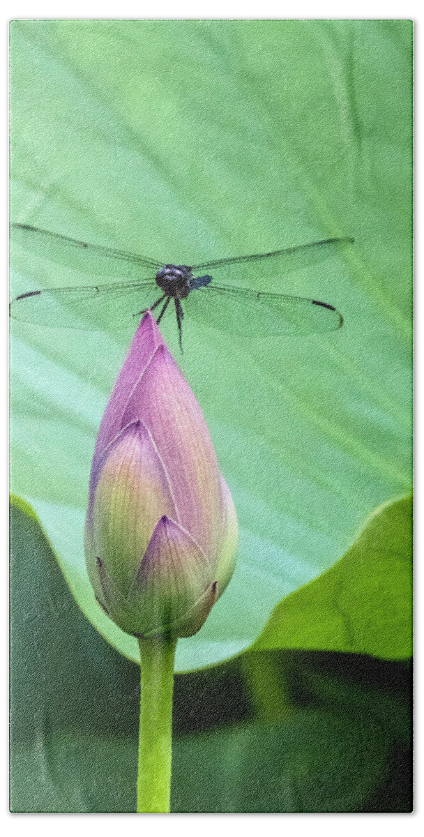 Dragonfly Beach Towel featuring the photograph Dragonfly Landing on Lotus by William Bitman