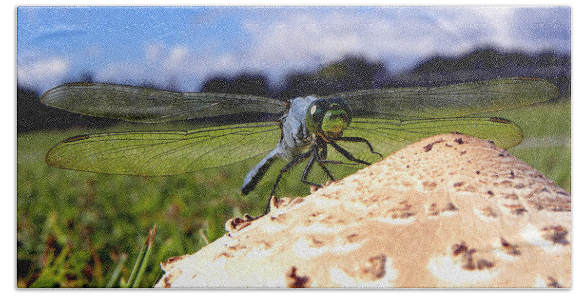 Dragonfly Beach Sheet featuring the photograph Dragonfly on a mushroom by Christopher Mercer