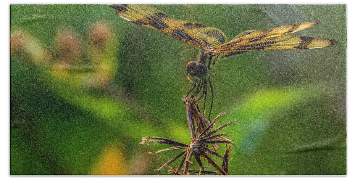 Dragonfly Beach Towel featuring the photograph Dragonfly resting on flower by Wolfgang Stocker