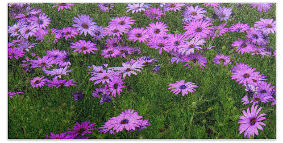 Floral Beach Towel featuring the photograph Dreaming of Purple Daisies by Carol Groenen