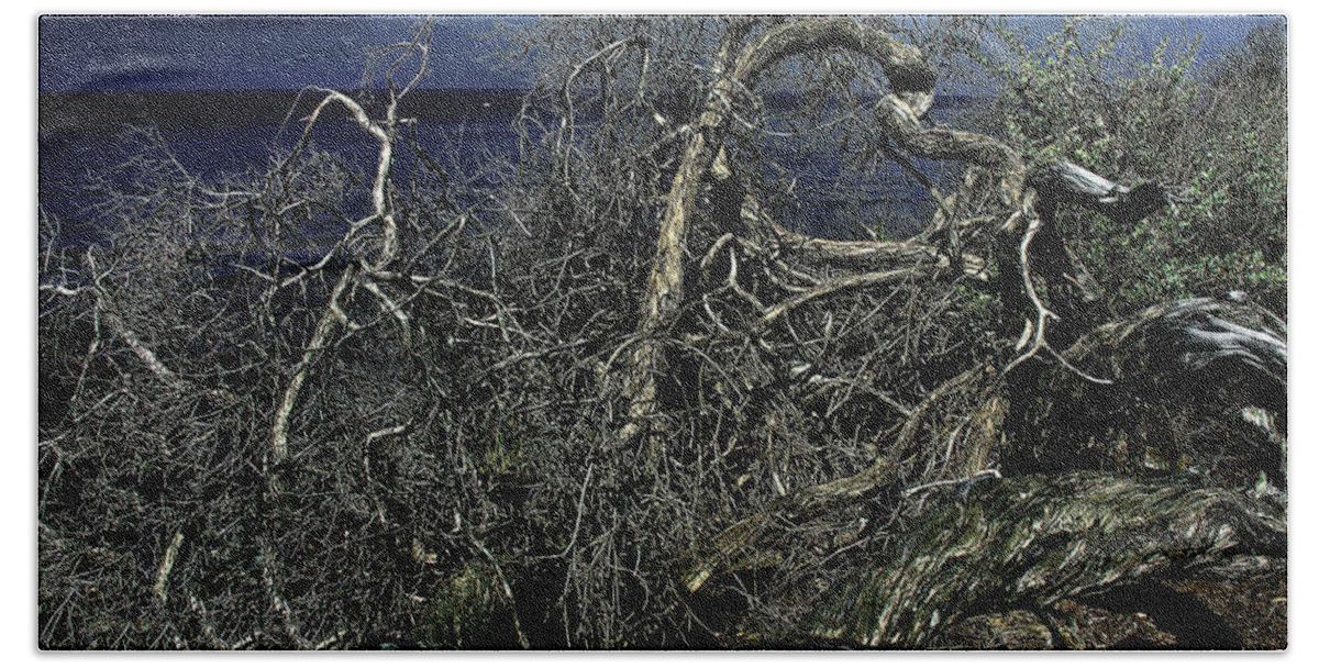 Tree Beach Towel featuring the photograph Driftwood on Shore by Joseph Hollingsworth