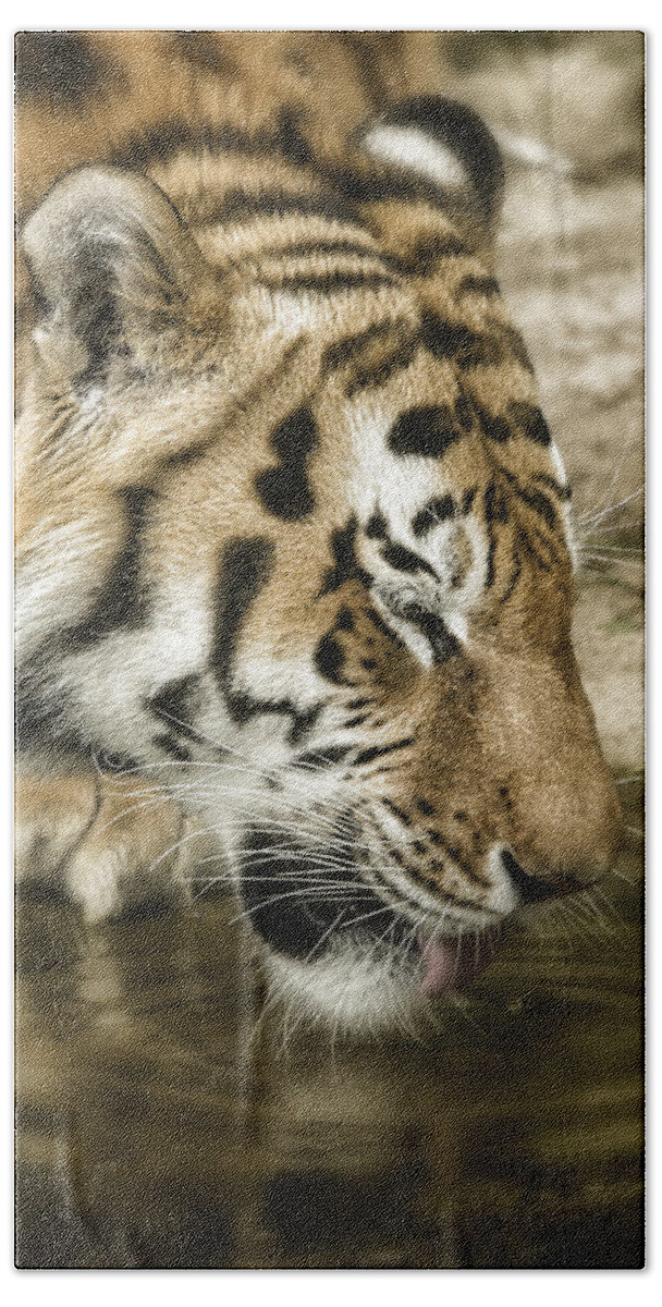 Tiger Beach Towel featuring the photograph Drinking Tiger by Chris Boulton