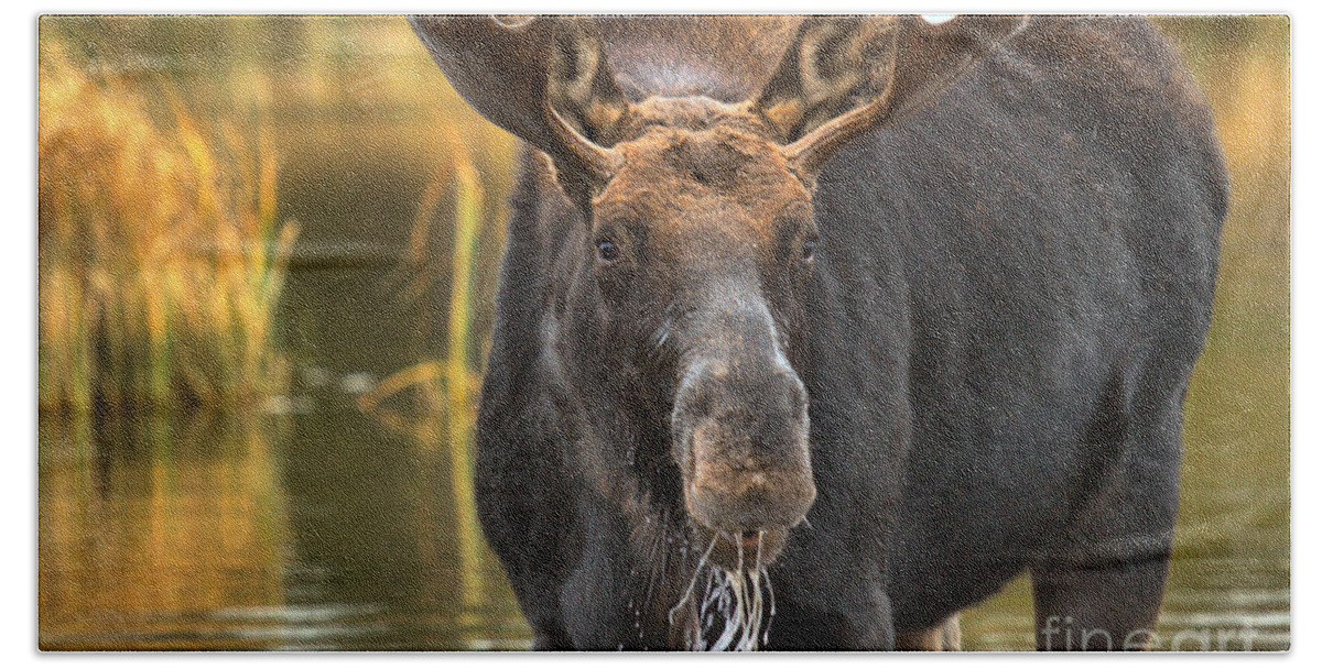 Moose Face Beach Towel featuring the photograph Drooling Moose by Adam Jewell