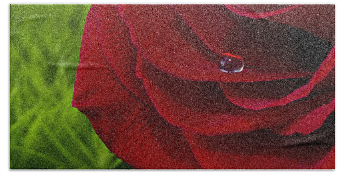 Wall Art Beach Towel featuring the photograph Drop on a Rose by Marlo Horne