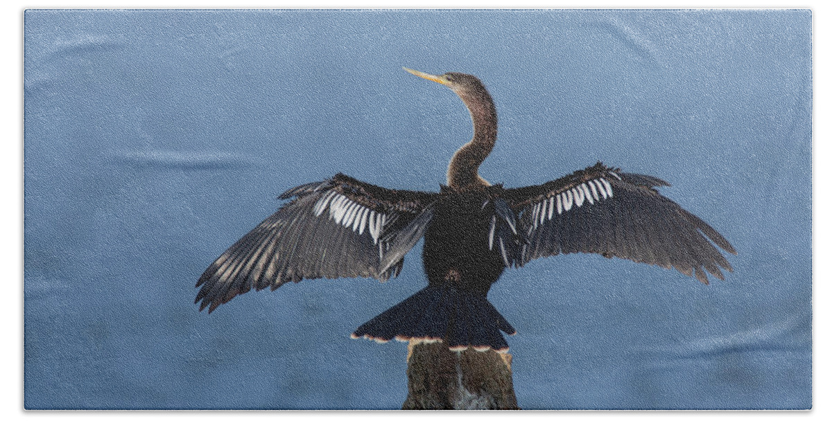 Anhinga Beach Sheet featuring the photograph Drying Out by David Watkins