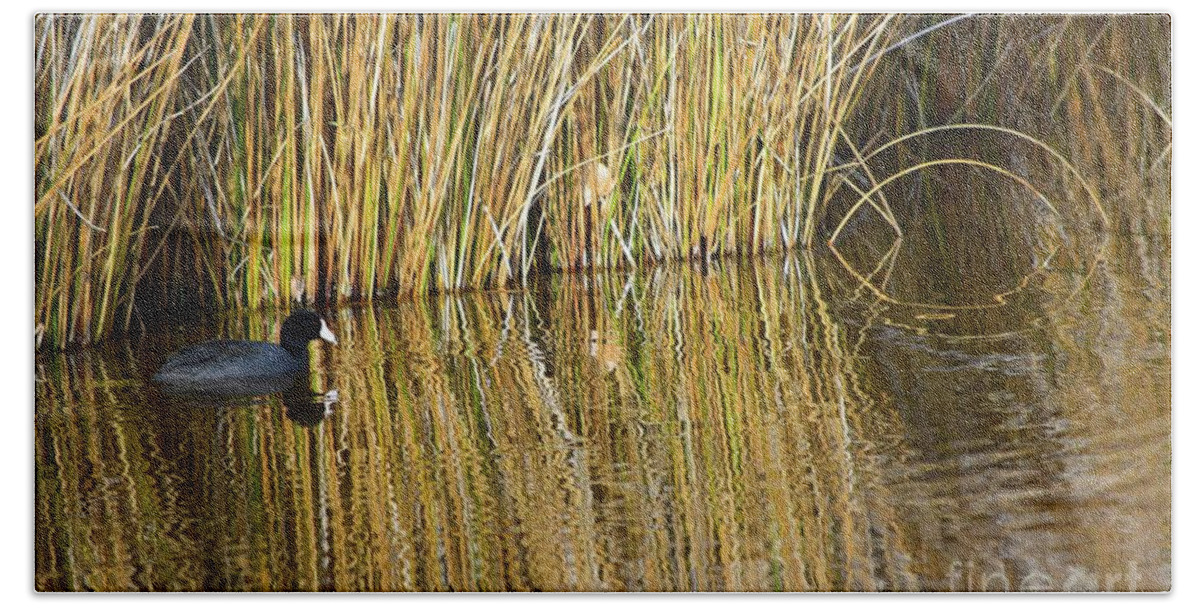 Duck Beach Towel featuring the photograph Duck and Reeds by Jeff Hubbard