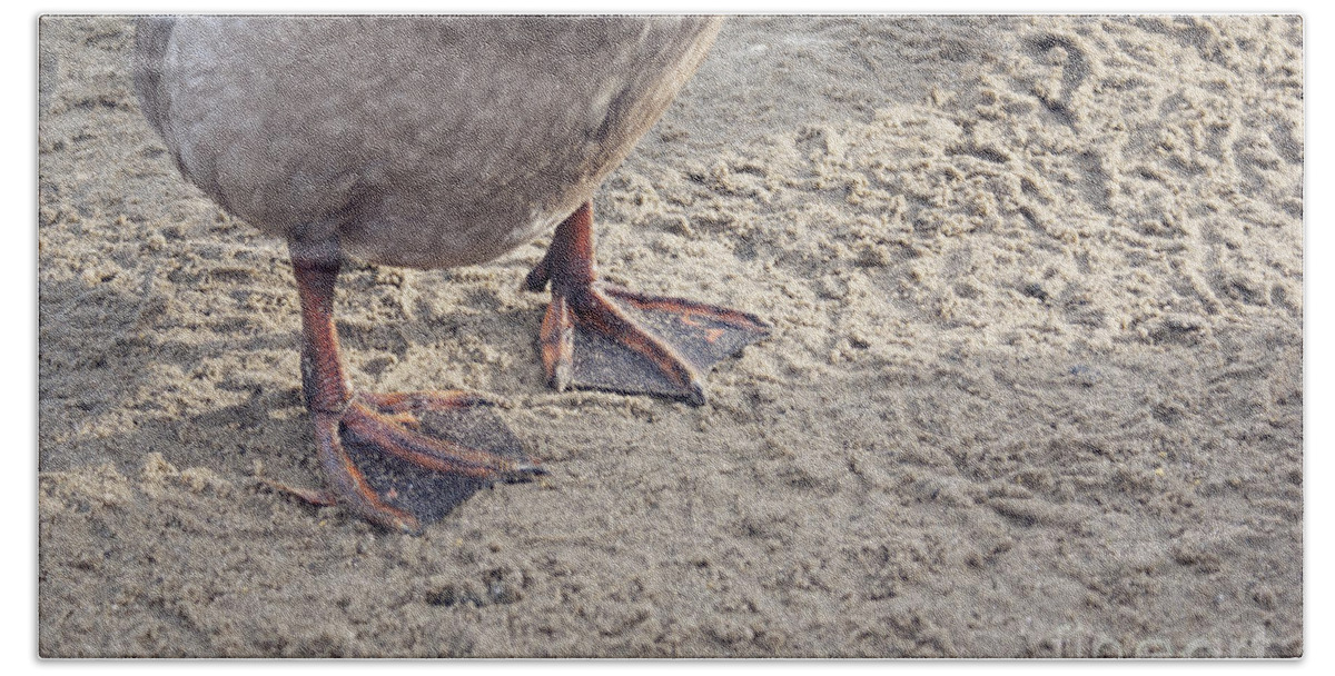 Duck Out Of Water Beach Sheet featuring the photograph Duck feet in the sand by Cindy Garber Iverson